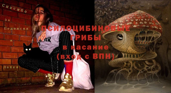 сатива Новозыбков